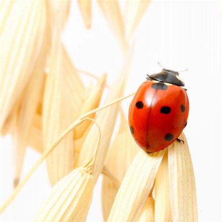 ladybug on wheat isolated white background Stock Photo - Budget Royalty-Free & Subscription, Code: 400-04527801