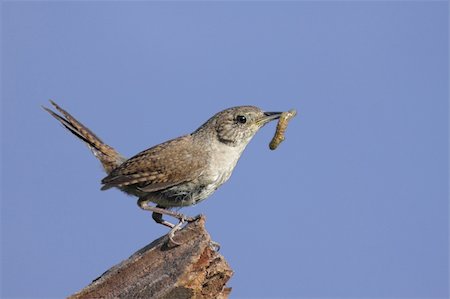 House Wren (troglodytes aedon) on a perch with a worm Stock Photo - Budget Royalty-Free & Subscription, Code: 400-04527822