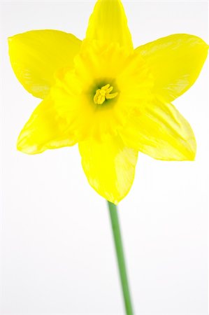 field of daffodil pictures - Daffodils isolated against a white background Stock Photo - Budget Royalty-Free & Subscription, Code: 400-04528025