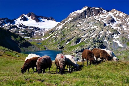 amazing views of Alp mountains during summer Stock Photo - Budget Royalty-Free & Subscription, Code: 400-04528144