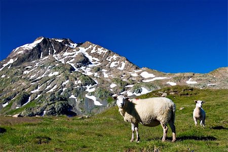 amazing views of Alp mountains during summer Foto de stock - Super Valor sin royalties y Suscripción, Código: 400-04528145