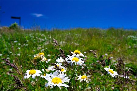 peaceful landscapes with grass and sky Foto de stock - Super Valor sin royalties y Suscripción, Código: 400-04528147