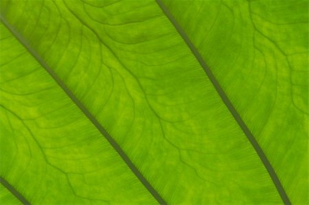 simsearch:400-06409108,k - A close up of a tropical leaf. Foto de stock - Royalty-Free Super Valor e Assinatura, Número: 400-04528181