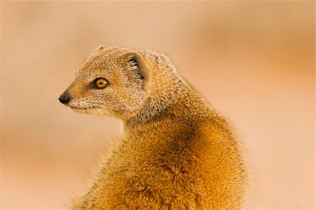 an alert yellow mongoose checks over his shoulder for danger Stock Photo - Budget Royalty-Free & Subscription, Code: 400-04528216