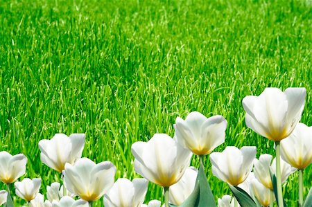 simsearch:400-08400581,k - Field with beautiful tulips and grass Photographie de stock - Aubaine LD & Abonnement, Code: 400-04528309