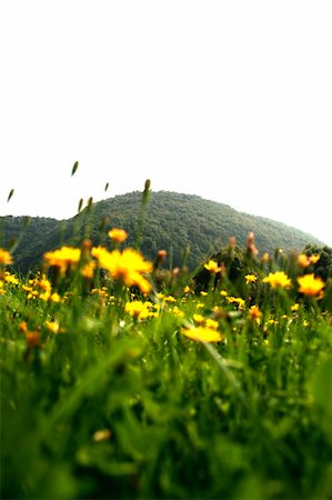 simsearch:400-04890466,k - Nature landscape with yellow flowers field and mountains Stock Photo - Budget Royalty-Free & Subscription, Code: 400-04528321