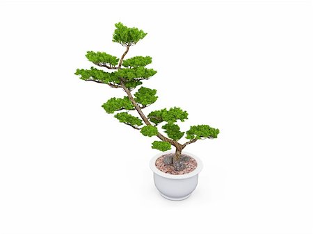 small tree with pot on a white background Stock Photo - Budget Royalty-Free & Subscription, Code: 400-04528355