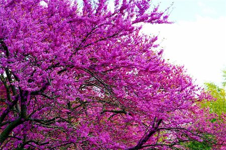 simsearch:400-05162269,k - A spring time image of a flowering tree with purple blossoms. Stock Photo - Budget Royalty-Free & Subscription, Code: 400-04528372