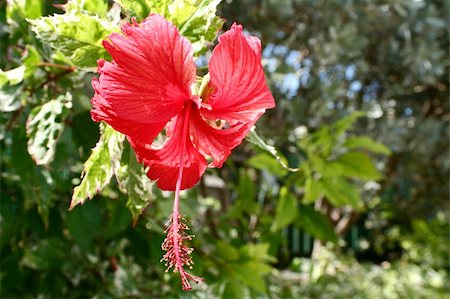 simsearch:400-04879383,k - A red tropical flower dangling from a tree. Photographie de stock - Aubaine LD & Abonnement, Code: 400-04528381