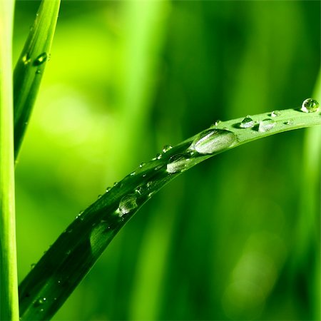 simsearch:400-04212257,k - natural waterdrop on green leaf macro Stock Photo - Budget Royalty-Free & Subscription, Code: 400-04528842