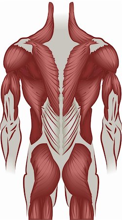simsearch:400-05311566,k - An illustration of the muscles of the human back Stockbilder - Microstock & Abonnement, Bildnummer: 400-04528908