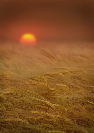 Wheat field landscape with a beautiful sunset Stock Photo - Budget Royalty-Free & Subscription, Code: 400-04528900