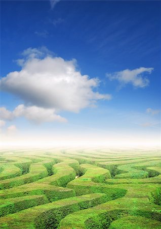 formal garden maze - Hedge maze under a summers sky, problem solving concept Stock Photo - Budget Royalty-Free & Subscription, Code: 400-04528902