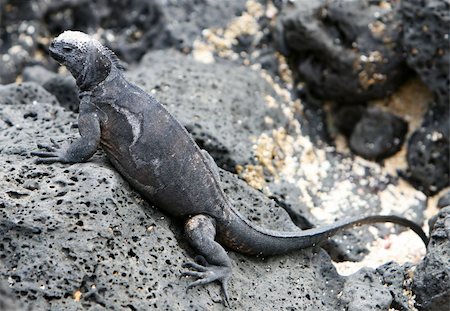 simsearch:862-03711471,k - A marine iguana on the volcanic rocks of the Galapagos islands Photographie de stock - Aubaine LD & Abonnement, Code: 400-04529268
