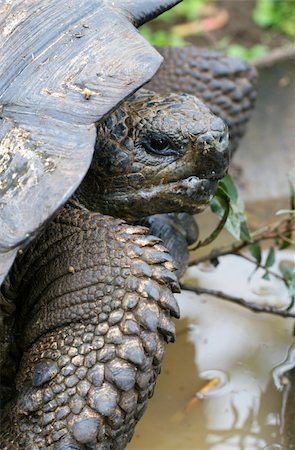 Close up Giant Galapagos Tortoise - Head Shot; on Santa Cruz Island Photographie de stock - Aubaine LD & Abonnement, Code: 400-04529271