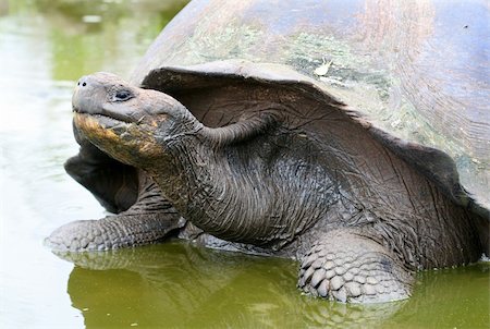 Close up Giant Galapagos Tortoise on Santa Cruz Island Photographie de stock - Aubaine LD & Abonnement, Code: 400-04529272