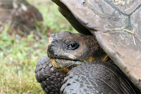 darwin - Close up Giant Galapagos Tortoise on Santa Cruz Island Stock Photo - Budget Royalty-Free & Subscription, Code: 400-04529273