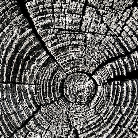 simsearch:845-04826665,k - Texture of an old wooden log Foto de stock - Super Valor sin royalties y Suscripción, Código: 400-04529454