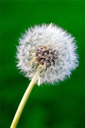simsearch:700-01993307,k - A lone dandelion on a green background Stock Photo - Budget Royalty-Free & Subscription, Code: 400-04529914