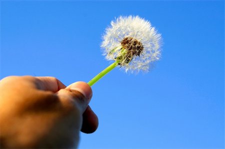 simsearch:400-04428532,k - A hand holding a dandelion up into the air with blue sky background Photographie de stock - Aubaine LD & Abonnement, Code: 400-04529915
