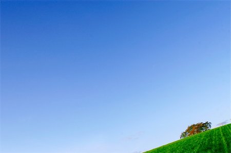 simsearch:400-07097368,k - A portion of green field with a lone tree at the background and a blue sky Photographie de stock - Aubaine LD & Abonnement, Code: 400-04529921