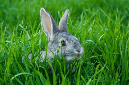 Charming little grey rabbit on green grass Stock Photo - Budget Royalty-Free & Subscription, Code: 400-04520155