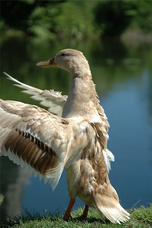 Duck getting ready to fly. Stock Photo - Budget Royalty-Free & Subscription, Code: 400-04520485