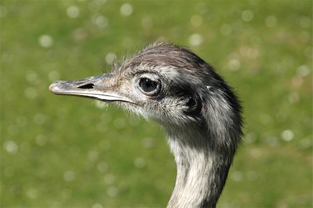 Emu in profile Photographie de stock - Aubaine LD & Abonnement, Code: 400-04520487