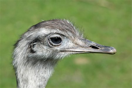 Emu in profile Photographie de stock - Aubaine LD & Abonnement, Code: 400-04520488