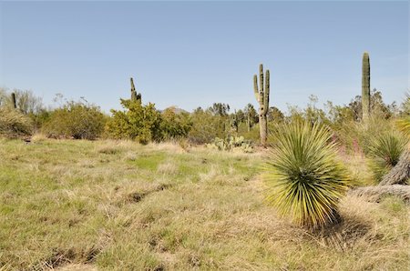 sonora - Desert grasslands and saguaro cactus near Phoenix, Arizona Stockbilder - Microstock & Abonnement, Bildnummer: 400-04520515