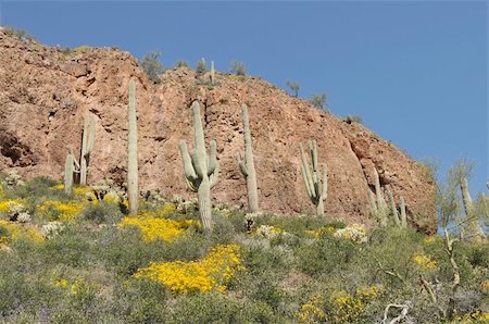 Cactus and yellow wildflowers, Tonto National Monument near Roosevelt, Arizona Stock Photo - Budget Royalty-Free & Subscription, Code: 400-04520513