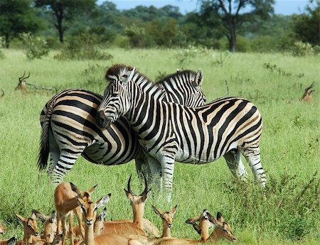 Zebras and Impala Antelope in the Kruger Park, South Africa Fotografie stock - Microstock e Abbonamento, Codice: 400-04520890