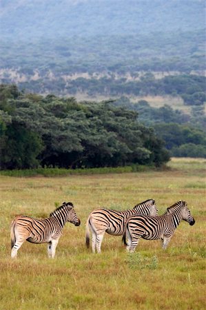 burchells zebra equus quagga burchellii on the plain of entabeni game reserve welgevonden waterberg limpopo province south africa Photographie de stock - Aubaine LD & Abonnement, Code: 400-04521116