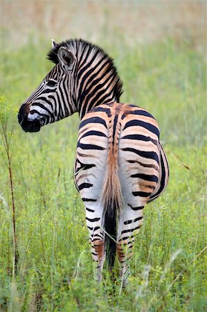 burchells zebra equus quagga burchellii on the plain of entabeni game reserve welgevonden waterberg limpopo province south africa Photographie de stock - Aubaine LD & Abonnement, Code: 400-04521117