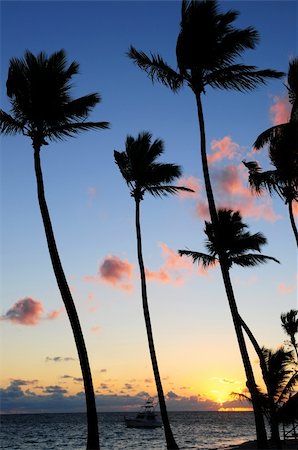 simsearch:400-05255037,k - Palm trees silhouettes at sunrise at tropical resort Stockbilder - Microstock & Abonnement, Bildnummer: 400-04521167