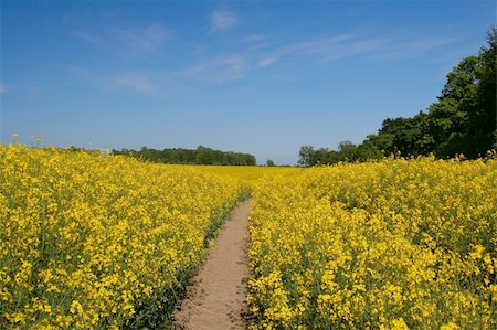 simsearch:400-04983141,k - canola field Stock Photo - Budget Royalty-Free & Subscription, Code: 400-04521262