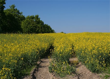 simsearch:400-04983141,k - tracks in vivid canola field Stock Photo - Budget Royalty-Free & Subscription, Code: 400-04521263