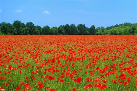 simsearch:689-03123695,k - Red poppies and blue sky Foto de stock - Royalty-Free Super Valor e Assinatura, Número: 400-04521397