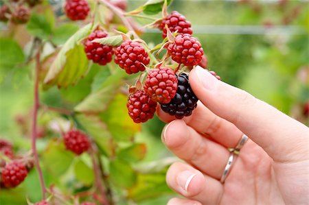 photos of blueberries for kitchen - pick you own blackberries on a farm Stock Photo - Budget Royalty-Free & Subscription, Code: 400-04521431