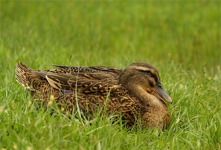 simsearch:400-07577508,k - clos up shot of wild female duck in green grass Photographie de stock - Aubaine LD & Abonnement, Code: 400-04521584