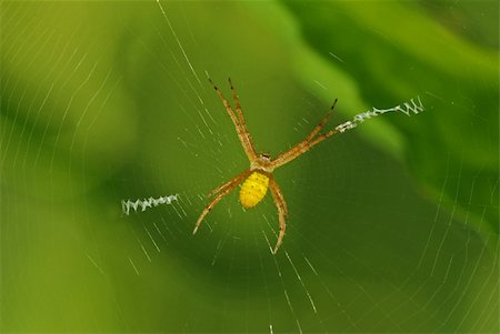 spider and spider web in the parks Stock Photo - Budget Royalty-Free & Subscription, Code: 400-04521777