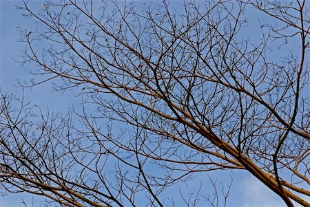 dried tree and blue sky Stock Photo - Budget Royalty-Free & Subscription, Code: 400-04521780
