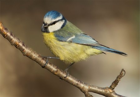 simsearch:400-06762193,k - Blue tit (Parus caeruleus) resting on branch. Stock Photo - Budget Royalty-Free & Subscription, Code: 400-04521814