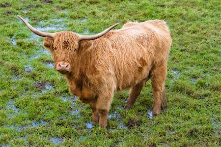 Portrait of a highland cattle in a scottish field Stock Photo - Budget Royalty-Free & Subscription, Code: 400-04521903