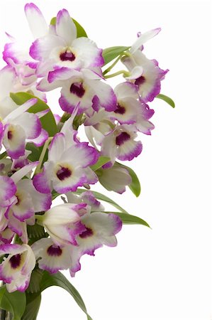 Beautiful tropical orchid bouquet Foto de stock - Royalty-Free Super Valor e Assinatura, Número: 400-04522270