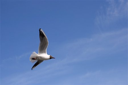 A blackheaded gull in for landing Stock Photo - Budget Royalty-Free & Subscription, Code: 400-04522404