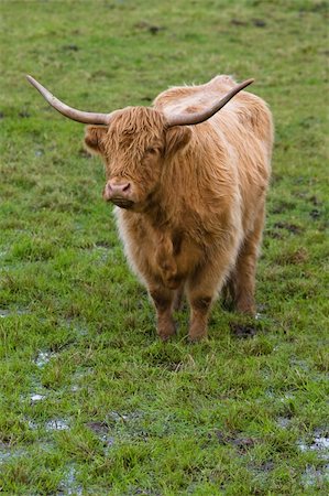 scottish cattle - Portrait of a highland cattle in a scottish field Stock Photo - Budget Royalty-Free & Subscription, Code: 400-04522973