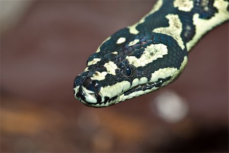 pitón - a nice yellow and black carpet python looks at the camera Foto de stock - Super Valor sin royalties y Suscripción, Código: 400-04523048