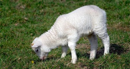 simsearch:400-04478701,k - Adorable Spring lamb eating grass Stockbilder - Microstock & Abonnement, Bildnummer: 400-04523233