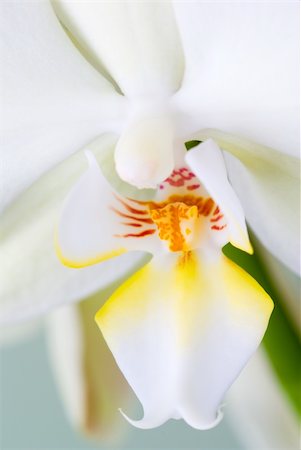 simsearch:400-04879383,k - Orchid flower detail - selective focus. Photographie de stock - Aubaine LD & Abonnement, Code: 400-04523257